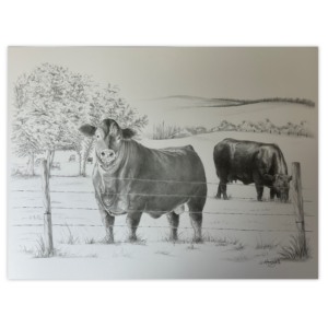 Print - Limousin Pencil Sketch