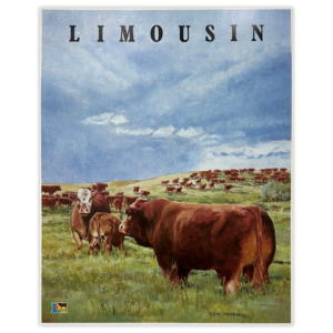 Print - Limousin Bull and Cow